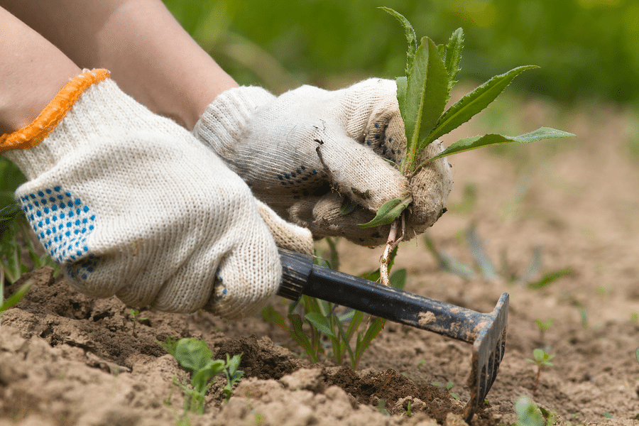 Seasonal Bed Weeding Services in Indianapolis Indiana