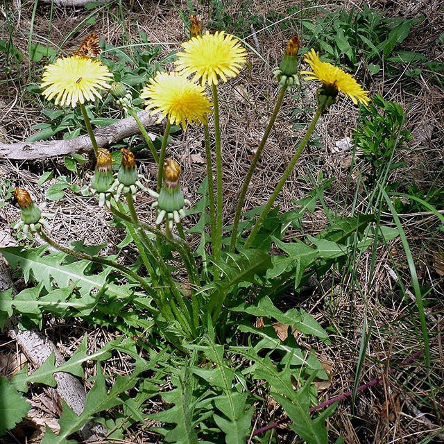 Indianapolis Weed Control: Everything you need to know about Dandelions