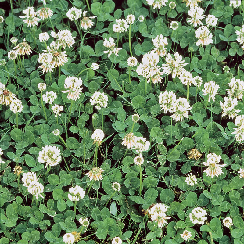 Weed Control Westfield:  White Clover