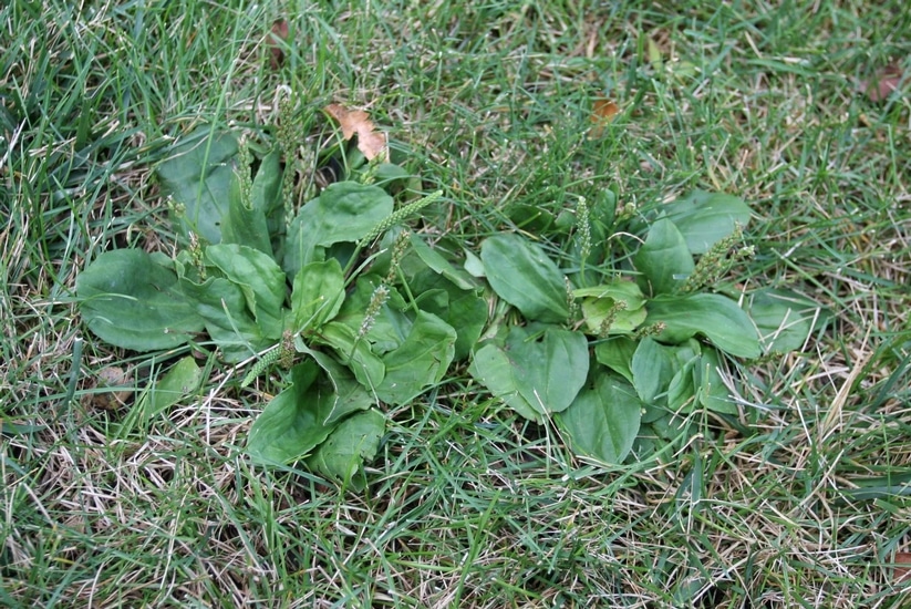 Weed Control & Fertilization: Broad Leaved Plantain