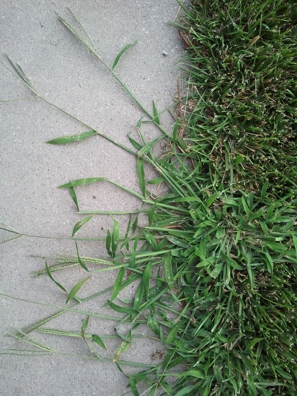 Fertilization and Weed Control: Crabgrass
