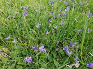 Wild Violets in Turfgrass