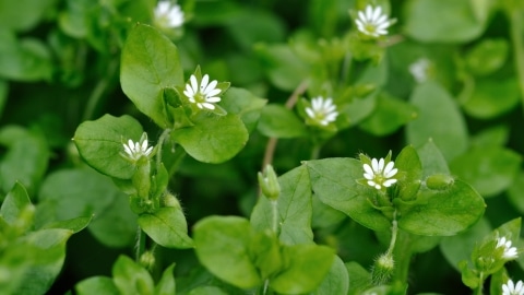 Weed Control Fishers: Chickweed