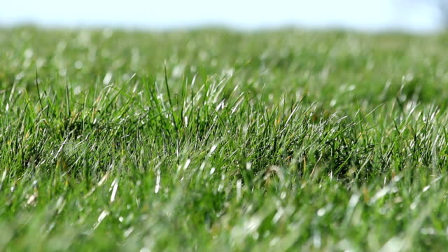Turf Nutrition: How Our Program Addresses It.