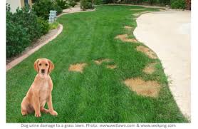 Dog pee on the lawn