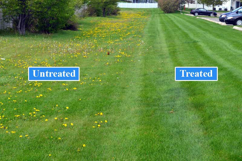 Broadleaf Weeds And How We Control Them.