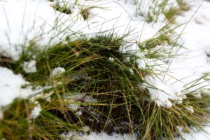 Snowy Grass