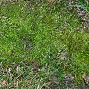 Moss in the lawn