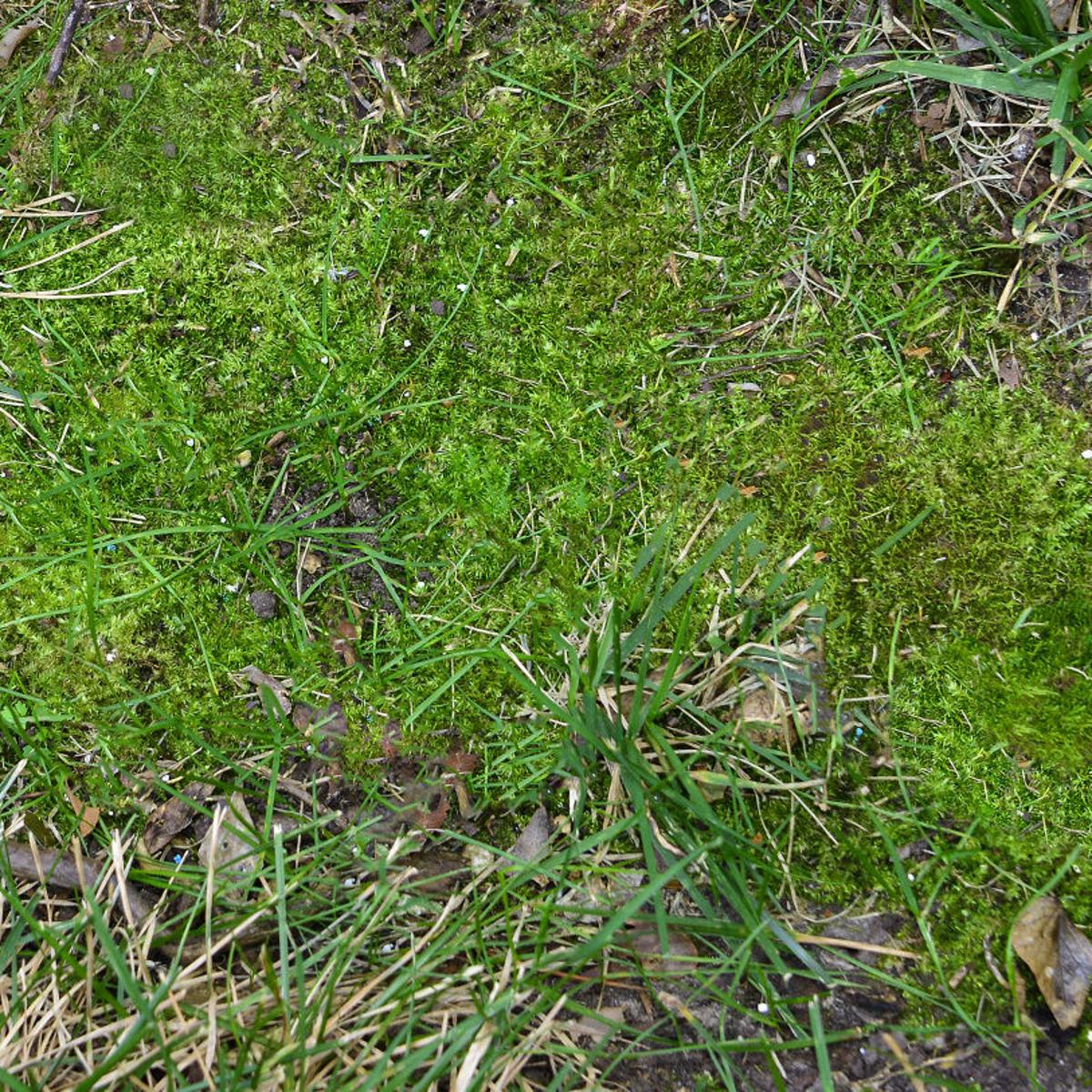 Moss Is Taking Over My Lawn!