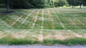 mower tracks caused by heat stress