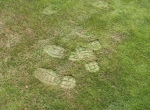 Footprints in heat stressed turf