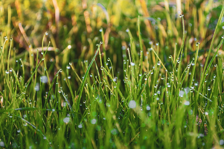 4 Grassy Weeds to Look Out For