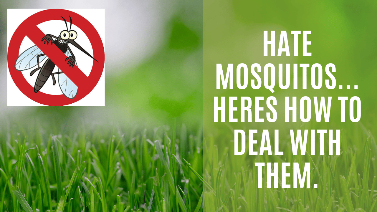 Mosquito Control, how to get rid of them with BEST RESULTS.