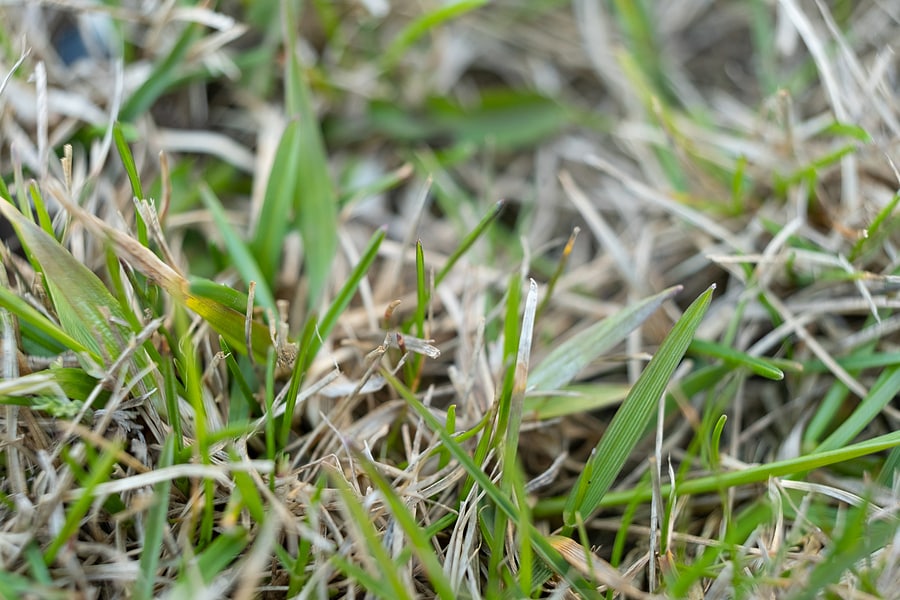 3 ways Your Lawn is Screaming for Attention