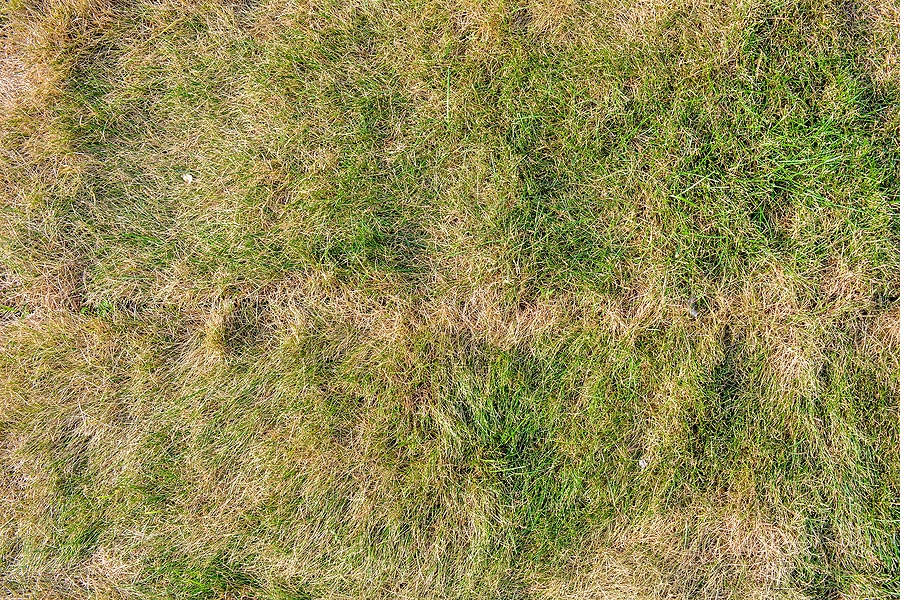Top 5 Common Causes of Grass Issues