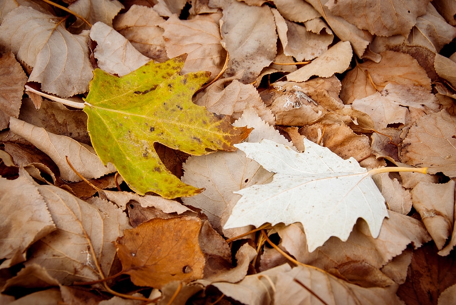 3 Reasons to Leave the Leaves