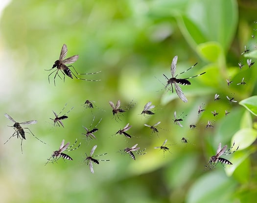 mosquito lawn treatment in Indianapolis