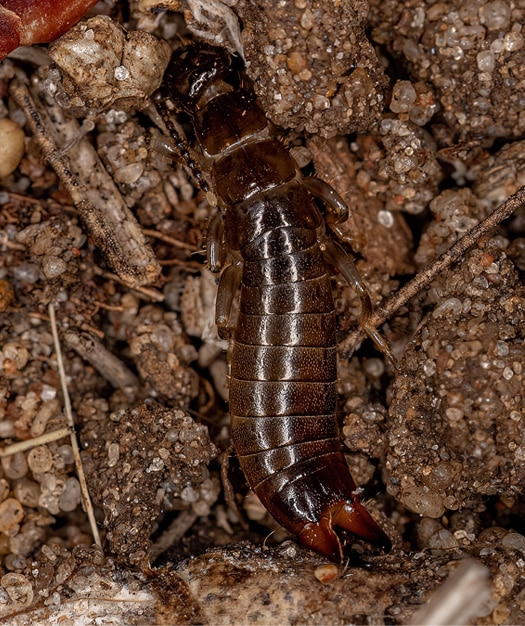 earwig lawn treatment in Indianapolis