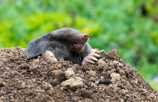 Mole Removal Lawn Services in Indianapolis