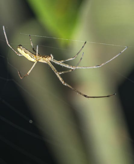 spider treatment pest control in Indianapolis