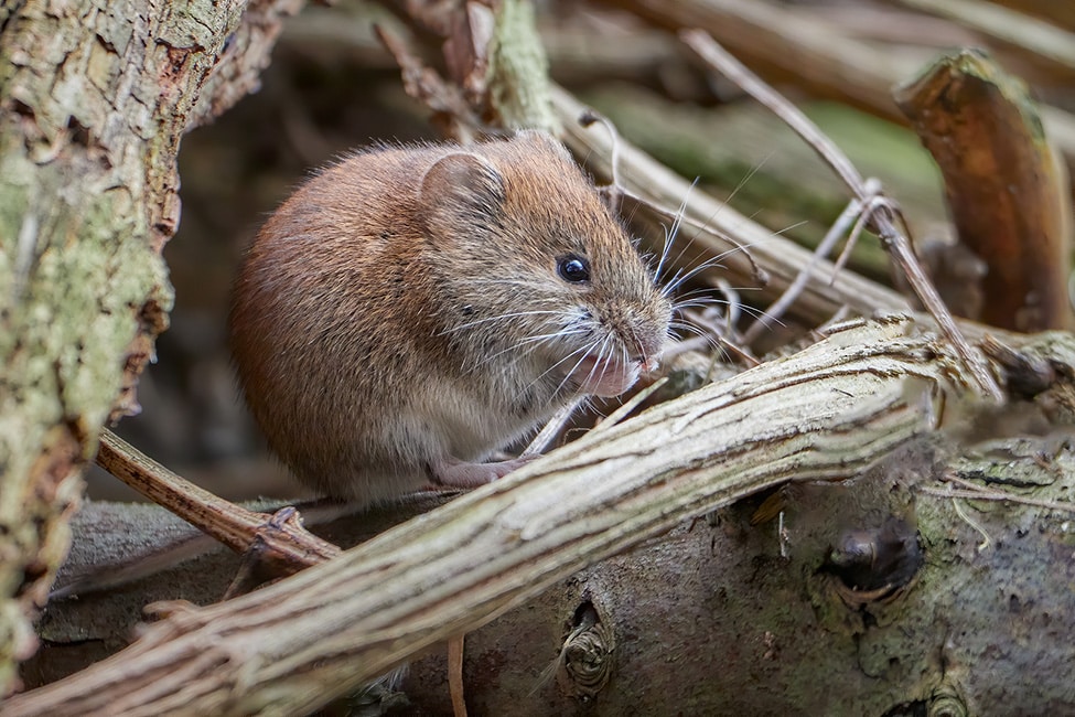 residential vole control in Indianapolis