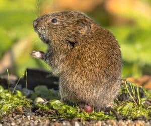 What are Voles