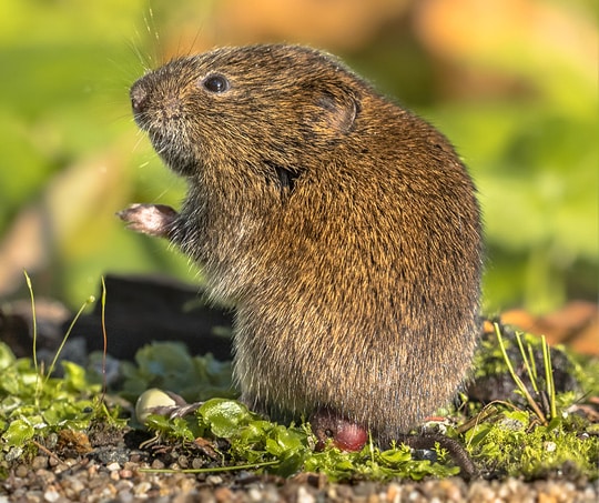 Vole Removal Lawn Services in Indianapolis
