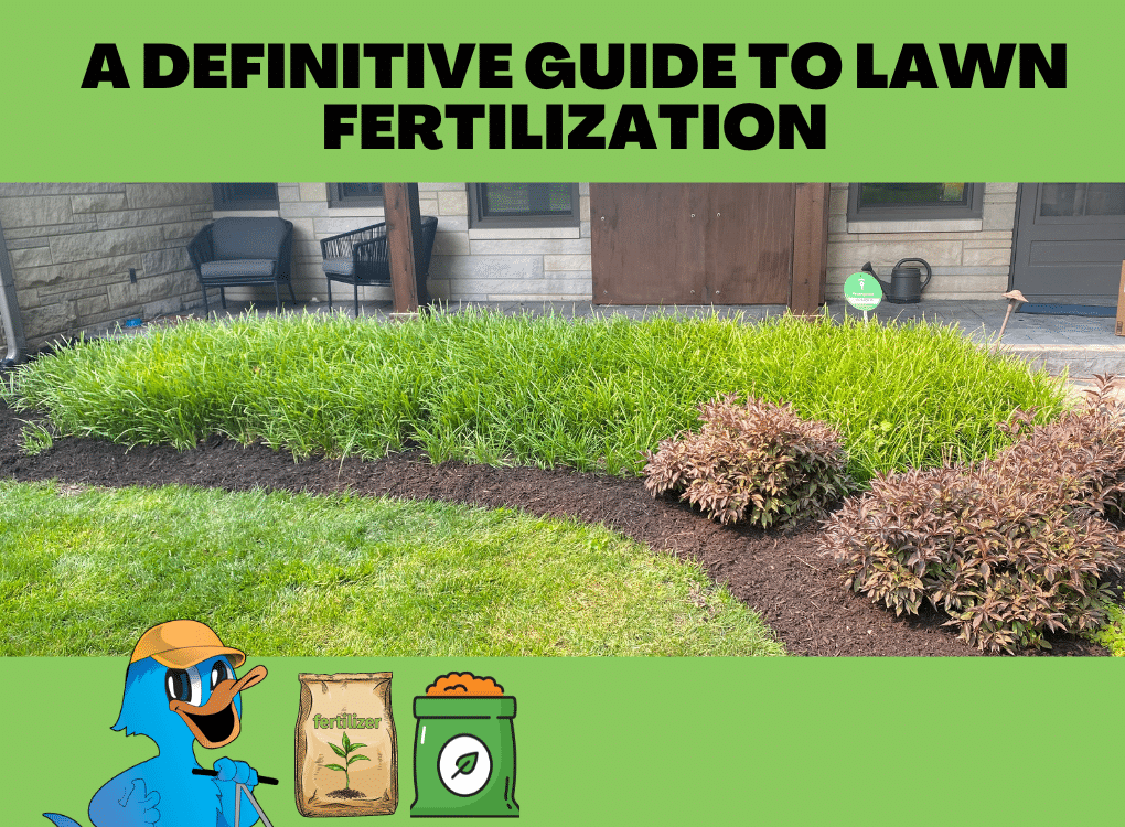 A Definitive Guide To Lawn Fertilization